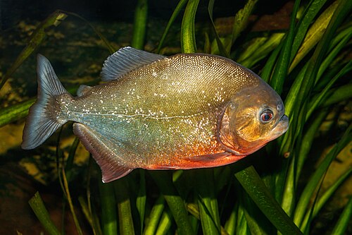 piranha