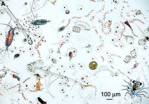 plankton