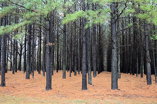 plantation