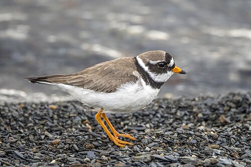 plover