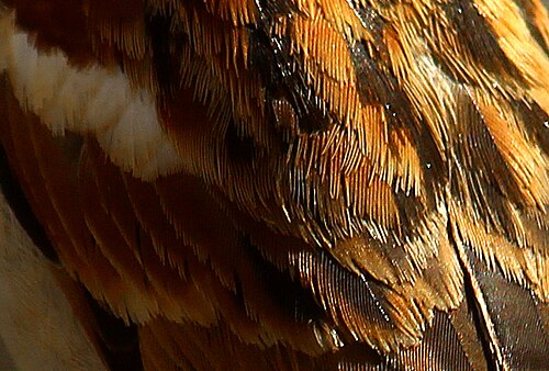 plumage