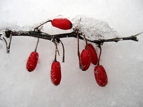 poisonous berry