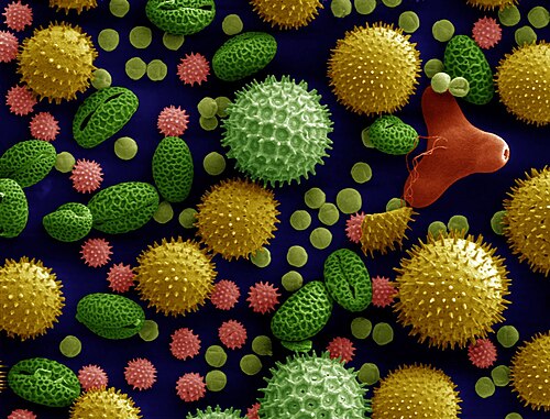 pollen
