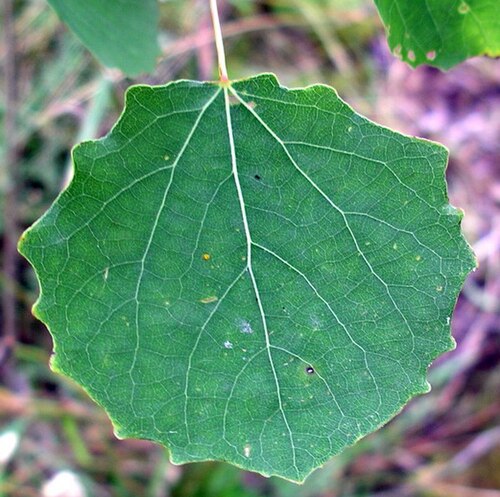 poplar