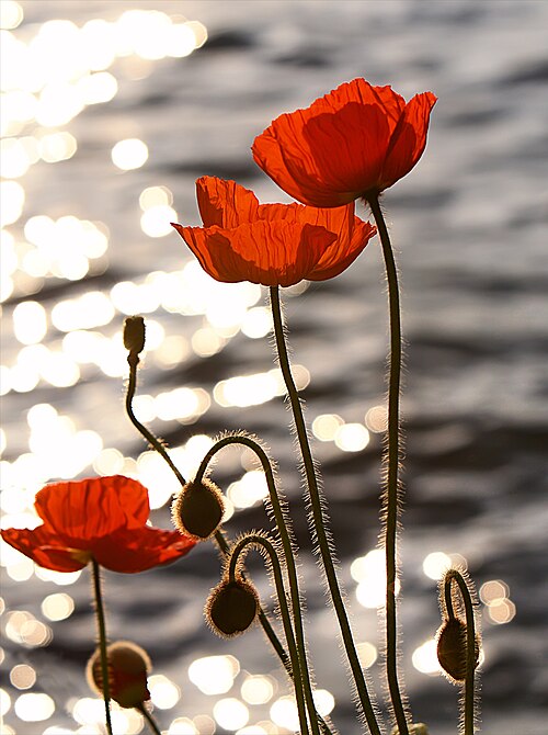 poppy