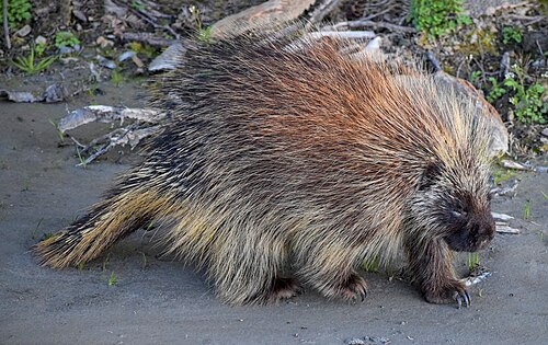 porcupine
