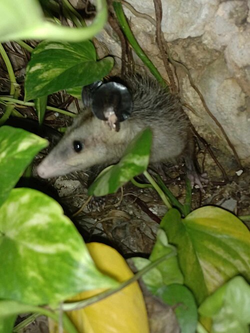 possum