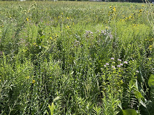 prairie