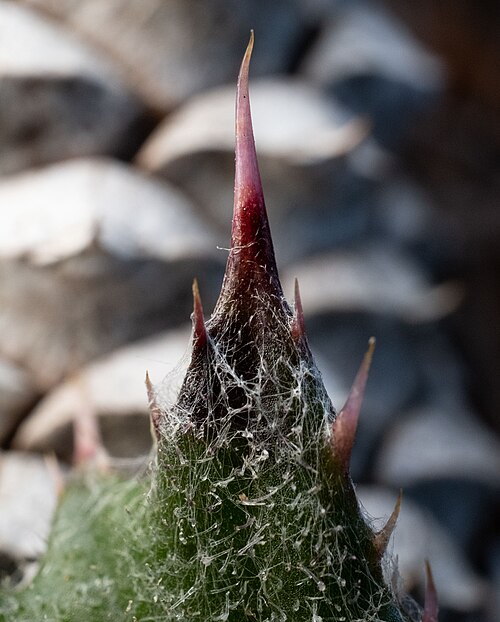 prickle