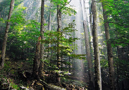 primeval forest