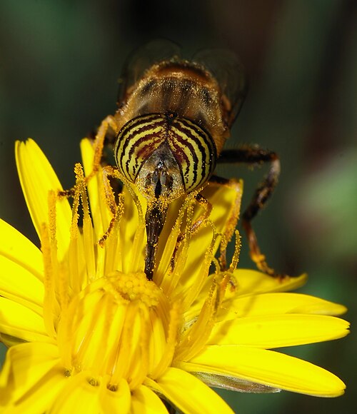 proboscis