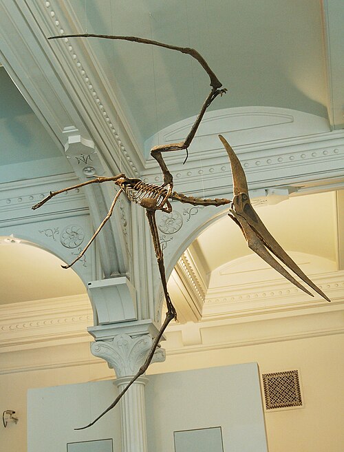 pterosaur