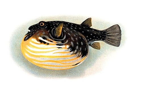 pufferfish