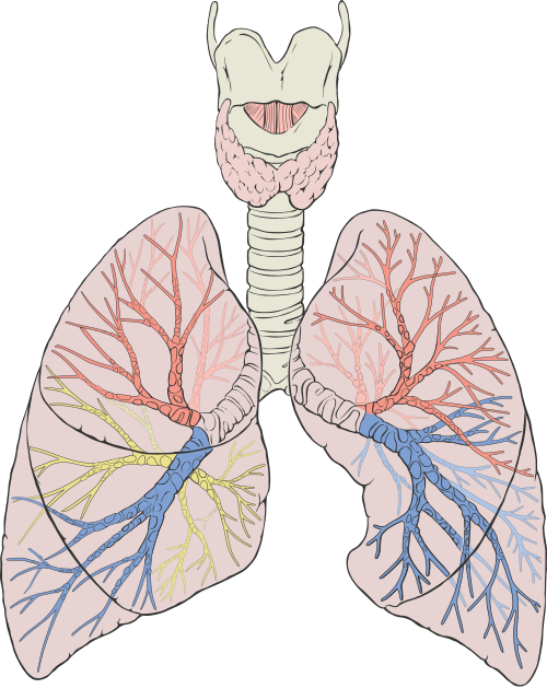 pulmonary