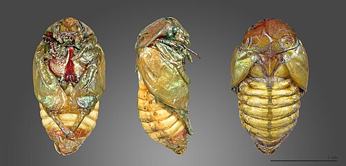 pupa