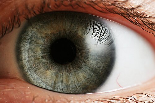 pupil