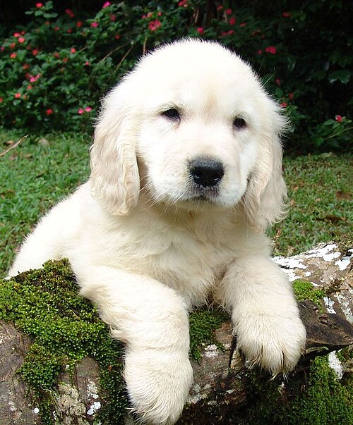 puppy