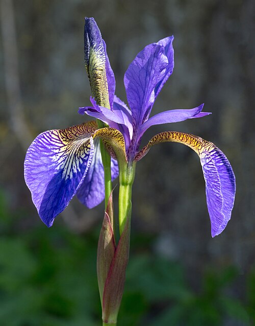 purple