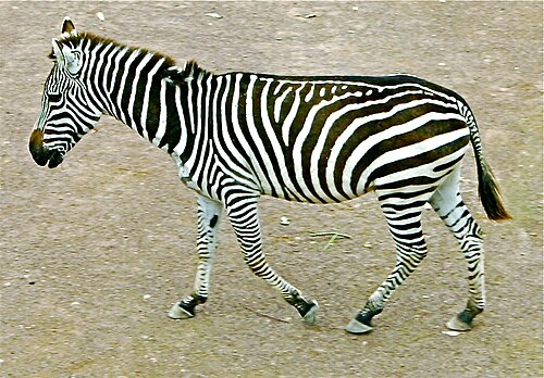 quadrupedal