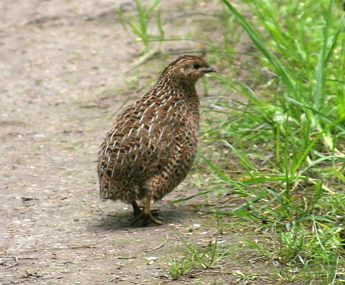 quail
