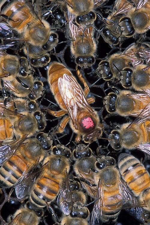 queen bee