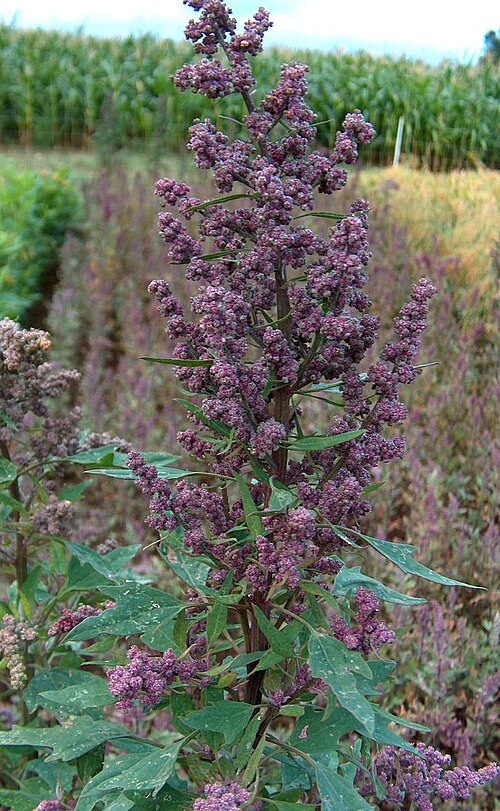 quinoa