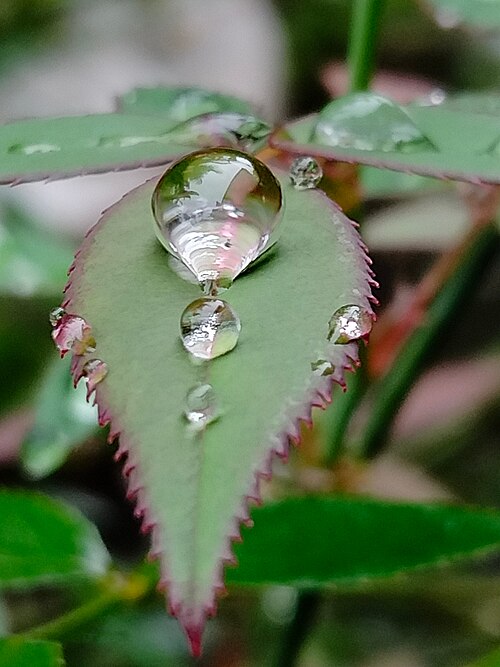 raindrop