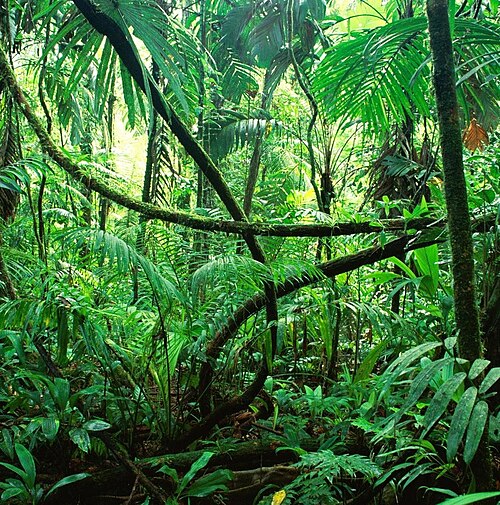 rainforest