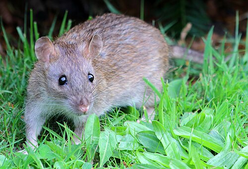 rat
