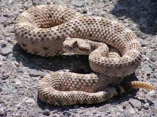 rattlesnake