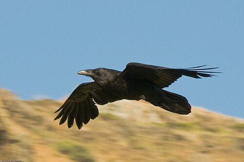 raven