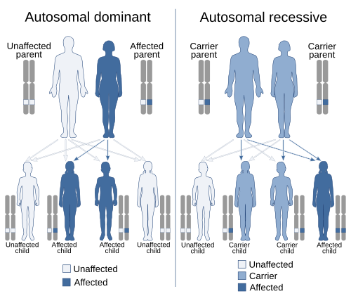 recessive