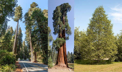 redwood
