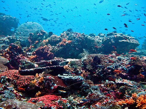 reef