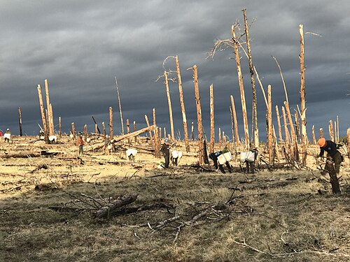 reforestation