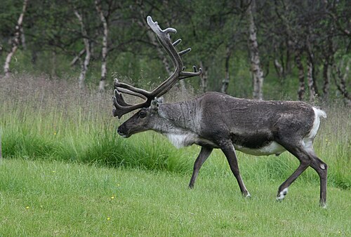 reindeer