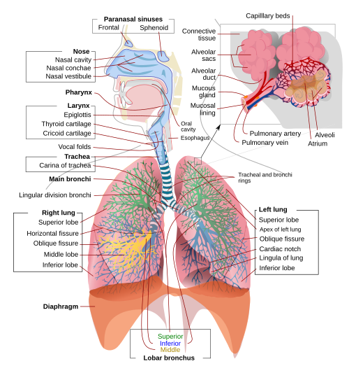 respiratory