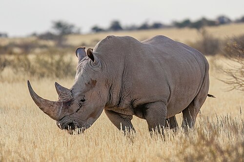 rhino