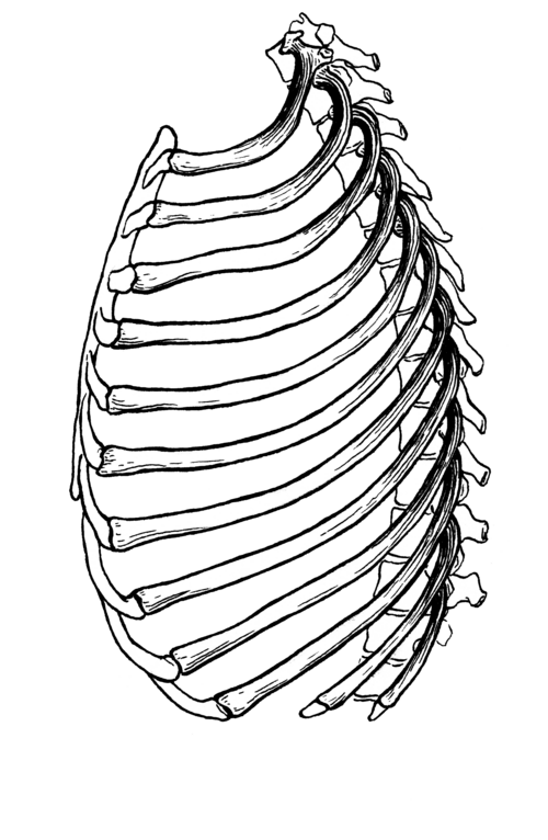 rib cage