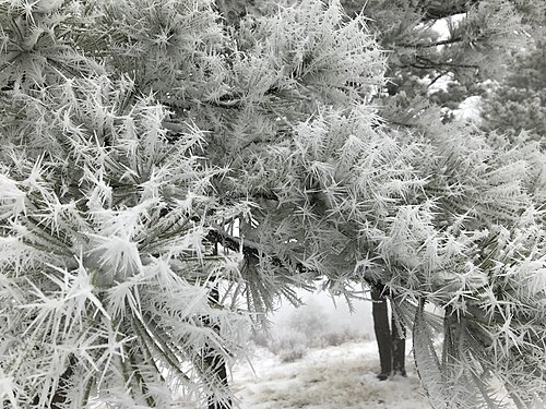 rime