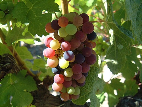 ripen