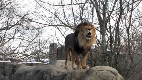 roar