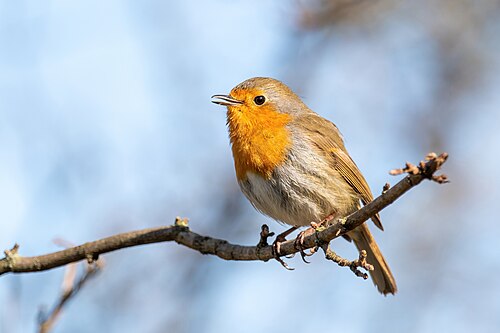 robin