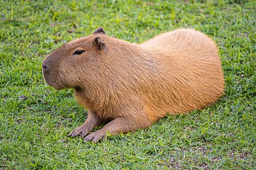 rodent