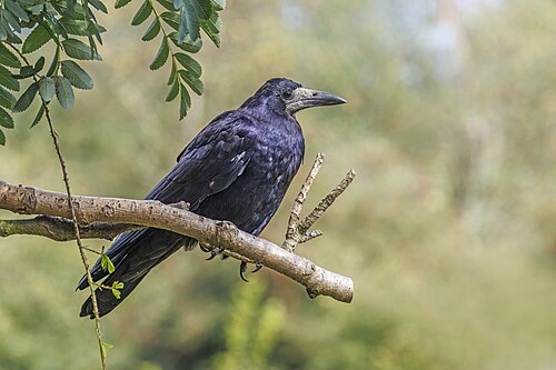 rook