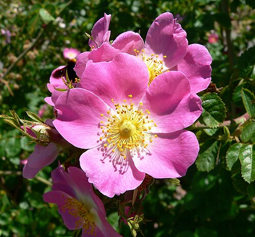 rose