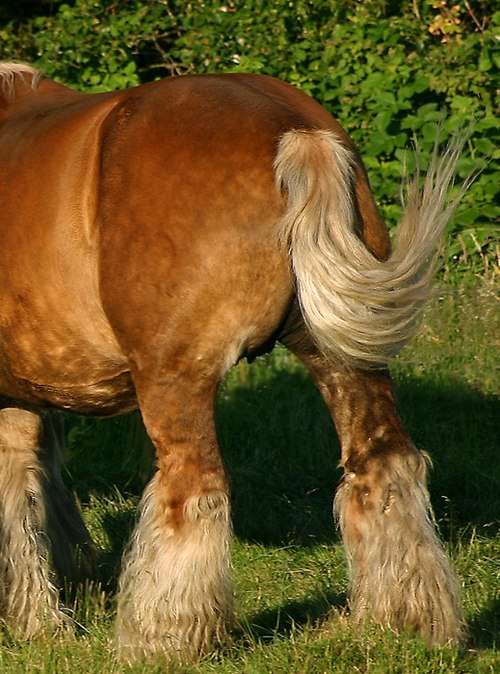 rump