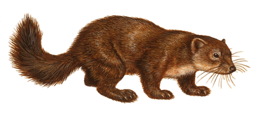 sable