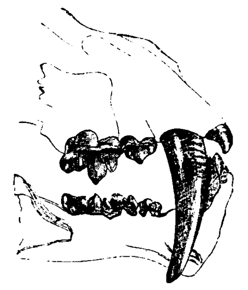 sabre-tooth
