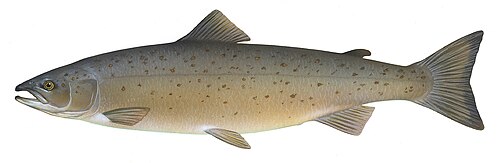 salmon